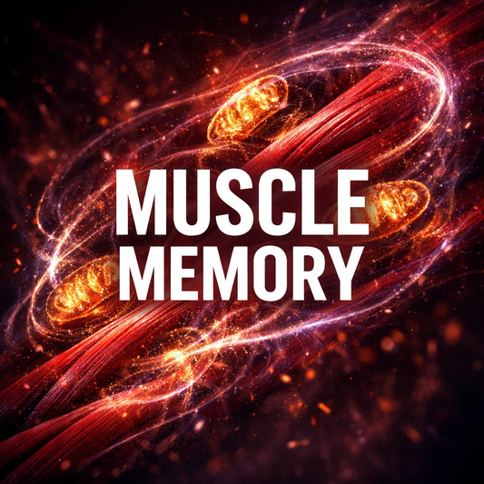 Muscle Memory: Why Strength Never Truly Disappears